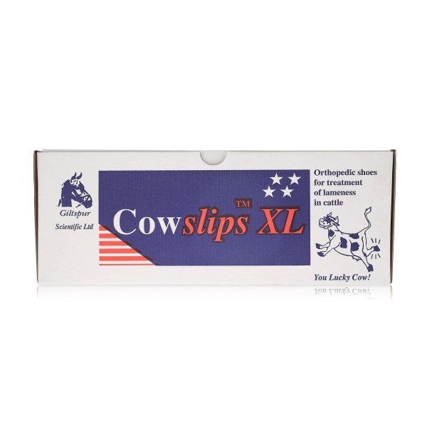 Cowslips XL- Box of 10