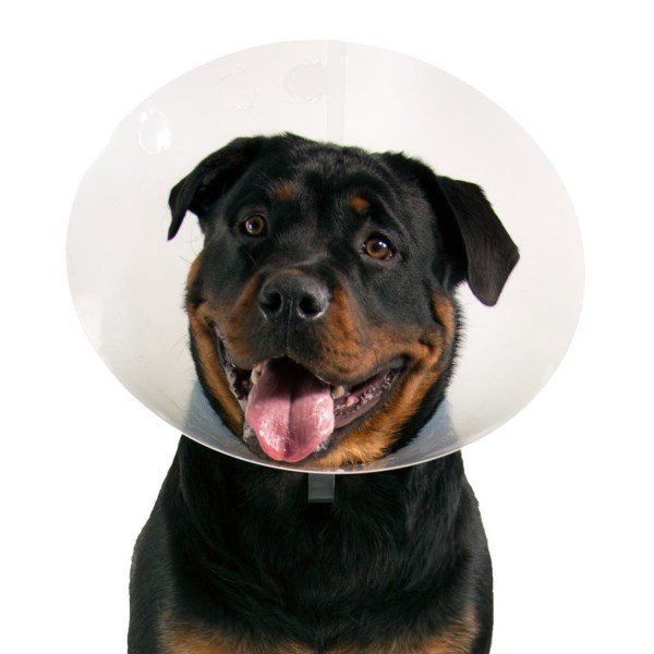 VetOne See Thru Collar - 20cm