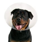 VetOne See Thru Collar - 25cm