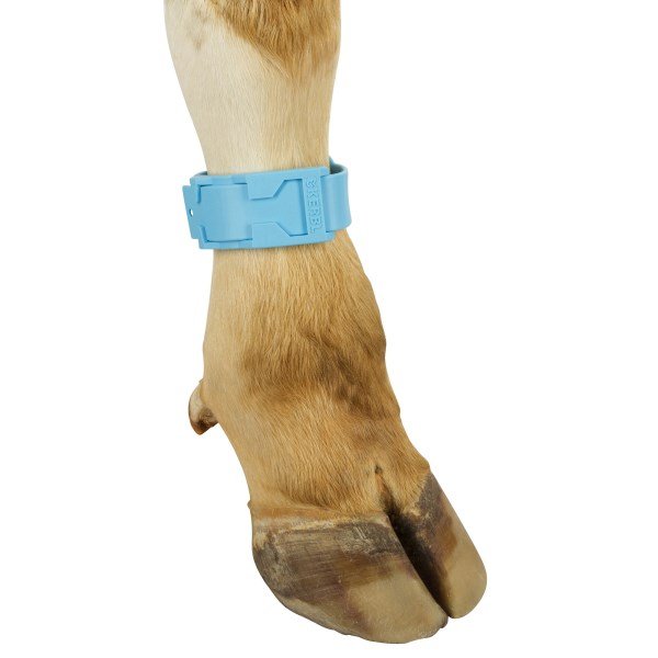 Fetlock Strap Blue 37cm x 10