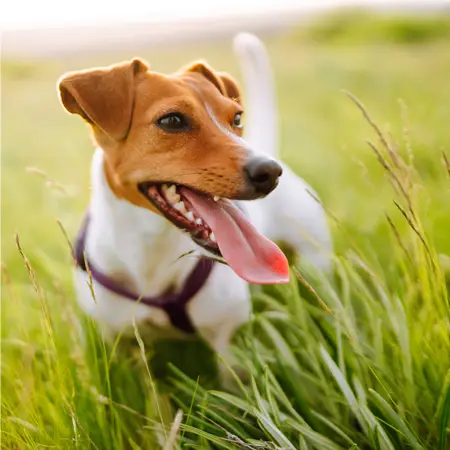 Unleash Flea Treatment