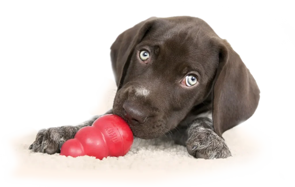 Puppy with Kong for Hero Slider