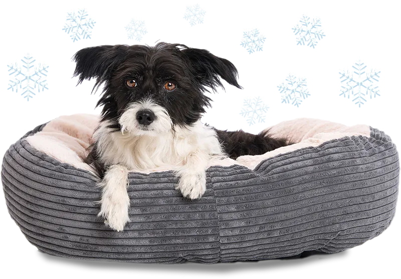 Winter Warmers, cute dog in bed